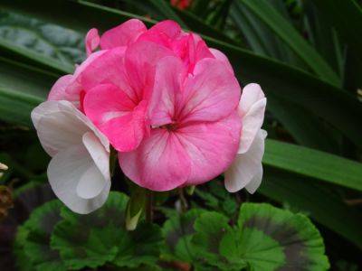 Geranium Stock Plants & Growing On - gardenerstips.co.uk