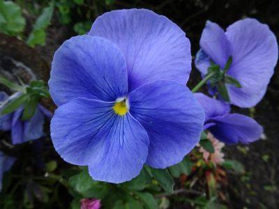 Veins and a Varicose Pansy - gardenerstips.co.uk