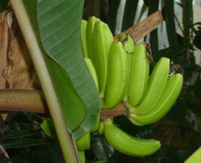 Banana Republic and Musa Review - gardenerstips.co.uk - Britain