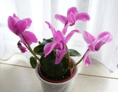 Happy Christmas Cyclamen - gardenerstips.co.uk