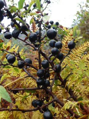 Edible Hedges You Can Grow & Pick - gardenerstips.co.uk