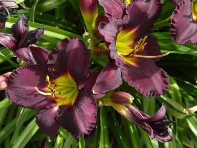 What a Day for Hemerocallis – the Daylily - gardenerstips.co.uk