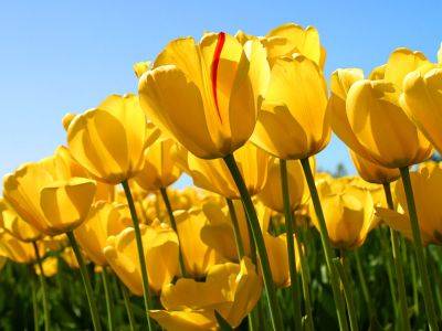 Buying and Planting Your Tulips - gardenerstips.co.uk