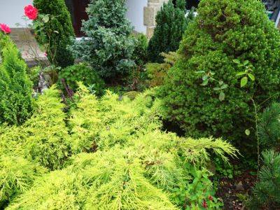 Conifer Corner in Poor Shallow Soil - gardenerstips.co.uk