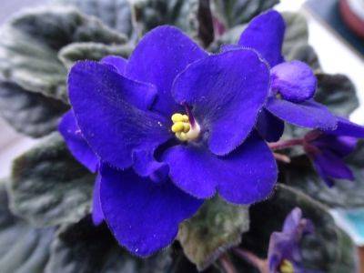 Five Windowsill Plants for New Gardeners - gardenerstips.co.uk