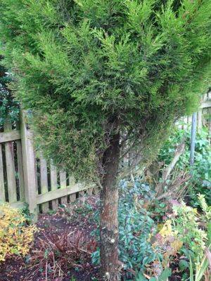 Lifting Your Tree & Shrubs Crown - gardenerstips.co.uk