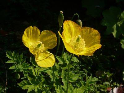 Poppy Parade - gardenerstips.co.uk