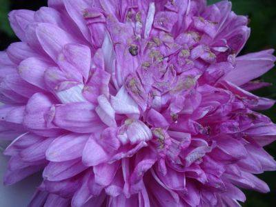 My Mistakes with Chrysanthemums - gardenerstips.co.uk