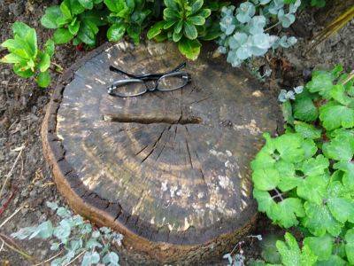 Tree Stump Removal - gardenerstips.co.uk - Eu