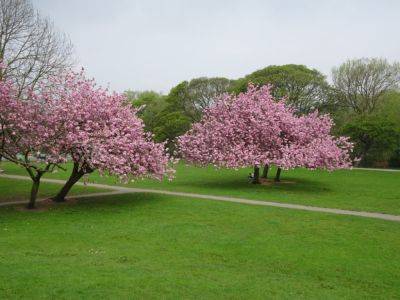 Flowering Cherry Trees in Parkland - gardenerstips.co.uk