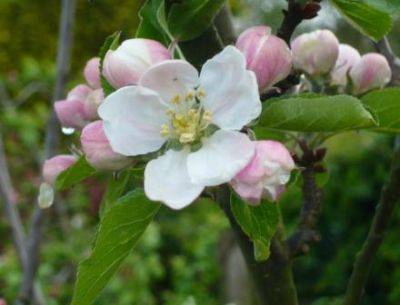 Biennial Apple Trees - gardenerstips.co.uk