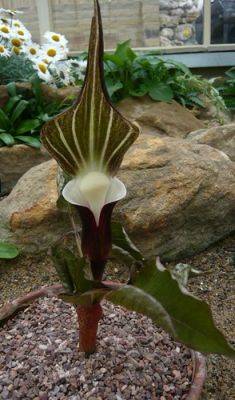 Growing and Recognising Arisaema sikokianum - gardenerstips.co.uk - Japan