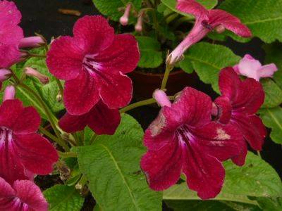 Streptocarpus Care and Propagation Tips - gardenerstips.co.uk