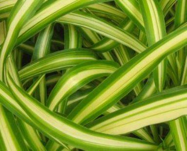 Spider Plant - gardenerstips.co.uk