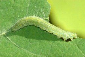 Caterpillar Brassicas Problems and Cures - gardenerstips.co.uk