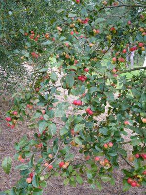 Crab Apple Trees for Fruit & Ornament - gardenerstips.co.uk