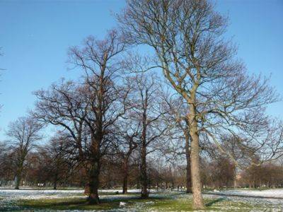 Best British Trees Reviewed - gardenerstips.co.uk - Britain - Norway