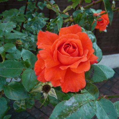 Super Star Rose of September - gardenerstips.co.uk