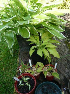 Dwarf Hostas for your Garden - gardenerstips.co.uk - Britain