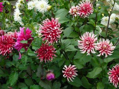 Cactus Dahlias Flowering Until November - gardenerstips.co.uk - Mexico