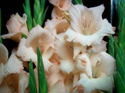 Glad I Planted Gladioli Again – 6 month update - gardenerstips.co.uk