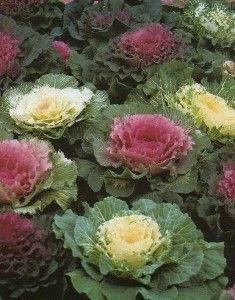 Super Veg 2017 Ornamental Kale - gardenerstips.co.uk