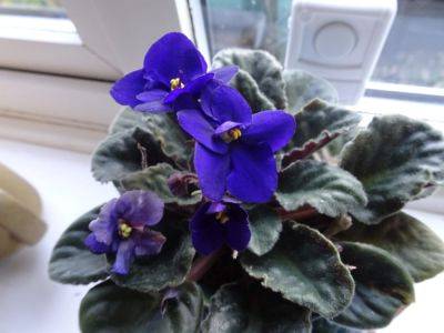 African Violet Experience - gardenerstips.co.uk - Usa - Germany