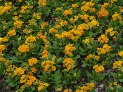 Best Garden Colour – Yellow? - gardenerstips.co.uk