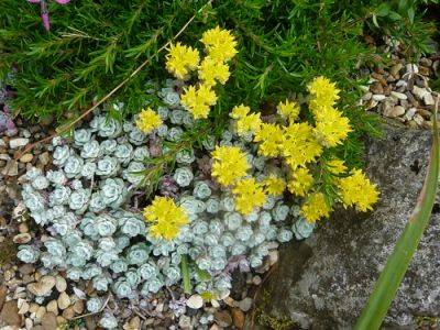 Sedum spathulifolium all year round - gardenerstips.co.uk