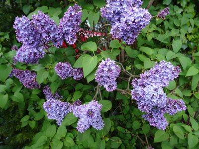 Gather Lilacs in the Spring - gardenerstips.co.uk