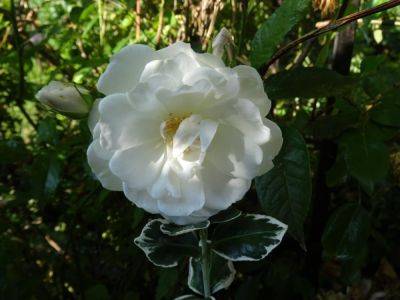 When is a Rose not a Rose - gardenerstips.co.uk
