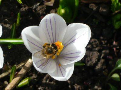 Pollination of Crocus by Insects - gardenerstips.co.uk