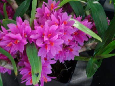Orchid Shows - gardenerstips.co.uk - Britain