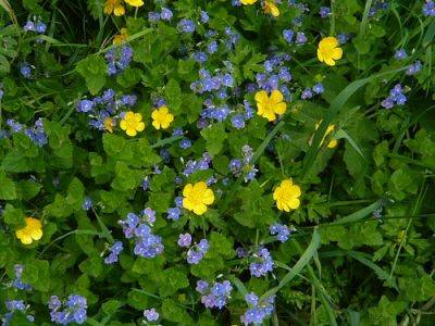 Hedgerows Worth Watching - gardenerstips.co.uk - Britain