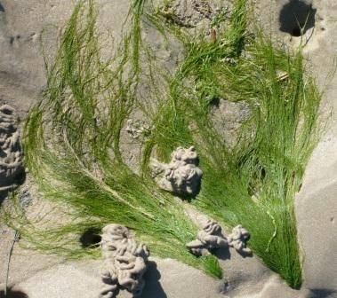 A Weed Worth $Billions – Seaweed - gardenerstips.co.uk