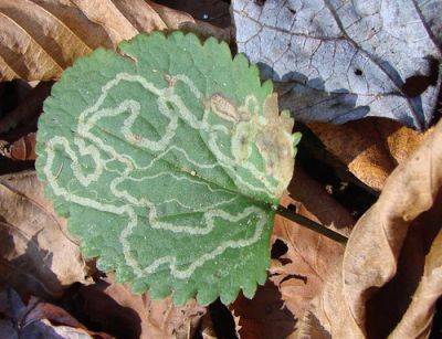 Leaf Miners Indoor & Outdoor Pests - gardenerstips.co.uk - Britain