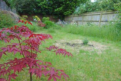 Best Trees for Small Gardens UK - gardenerstips.co.uk - Britain - Italy - county Garden
