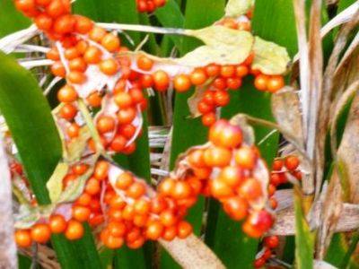 Stinking Iris foetidissima - gardenerstips.co.uk