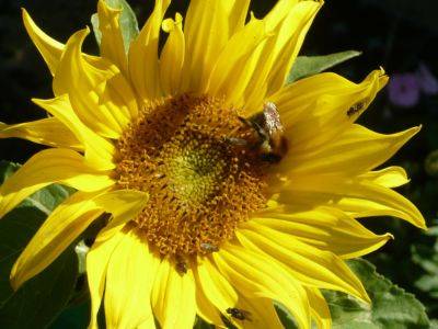 Sunflower Insects Van Gough Missed - gardenerstips.co.uk