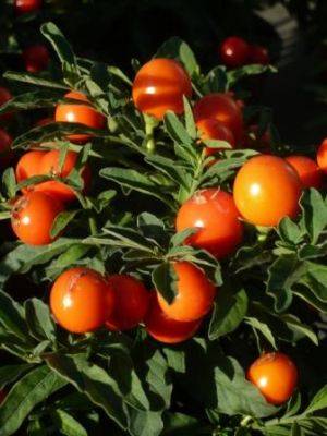 Solanum Winter Cherry - gardenerstips.co.uk - Britain - Netherlands