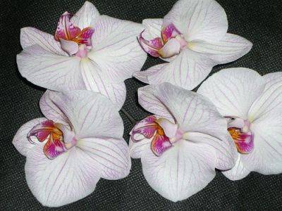 Easy Phalaenopsis Orchids - gardenerstips.co.uk