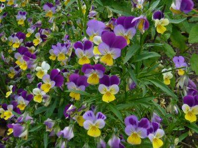Grow Your Own Cheap Violas - gardenerstips.co.uk