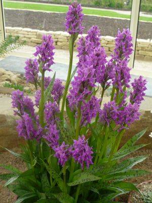 Growing Dactylorrhiza Madeira & Marsh Orchids - gardenerstips.co.uk