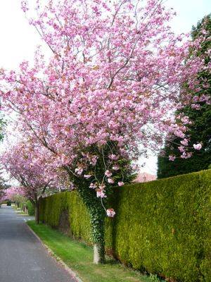 Top Ten UK Garden Trees - gardenerstips.co.uk - Britain