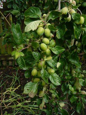 Feed and Water Your Fruit Trees - gardenerstips.co.uk