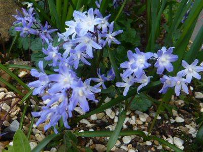 Chionodoxa Bulbs to Plant in August - gardenerstips.co.uk
