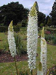 Best Foxtail Lilies Eremurus - gardenerstips.co.uk