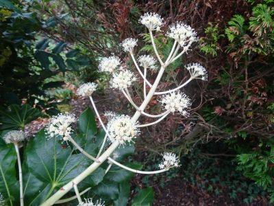 Fastia Japonica - gardenerstips.co.uk