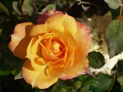 Growing ‘Just Joey’ Hybrid Tea Roses - gardenerstips.co.uk