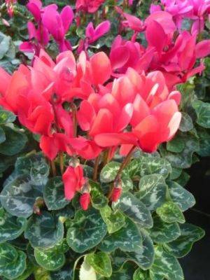 Easy Cyclamen Houseplants - gardenerstips.co.uk